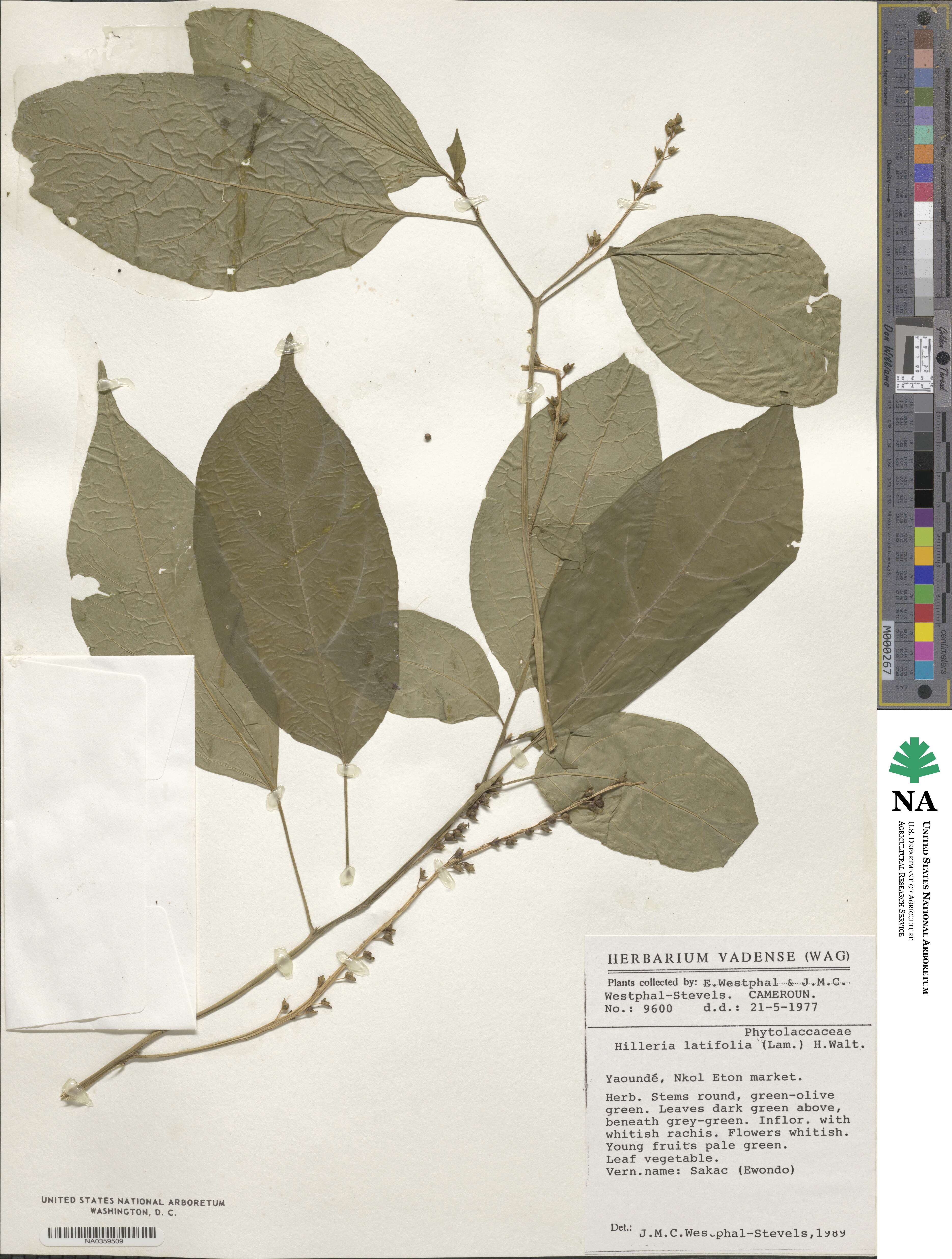 Hilleria latifolia image