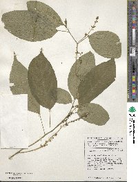 Hilleria latifolia image