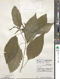 Hilleria latifolia image