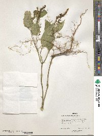 Hilleria latifolia image