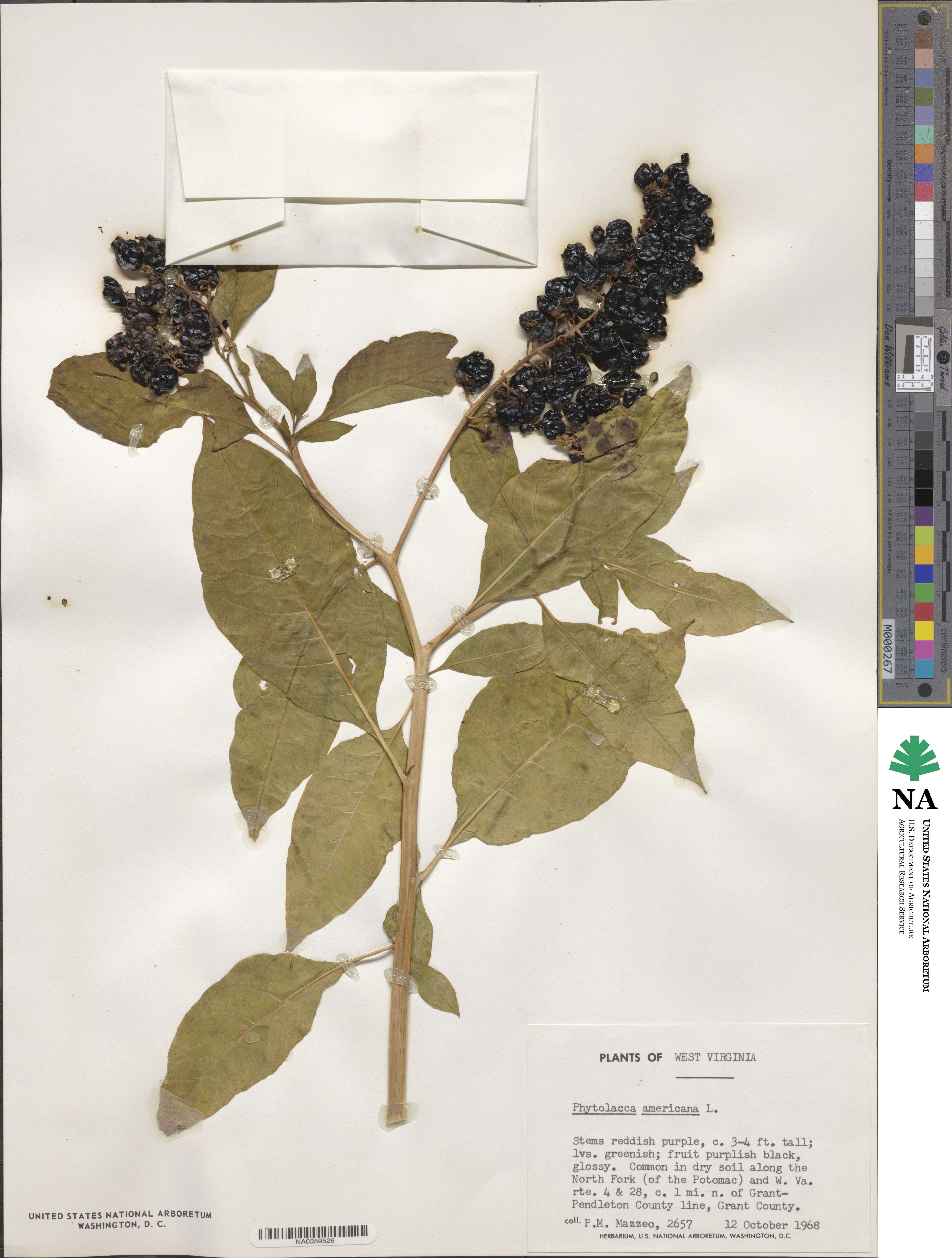 Phytolacca americana image