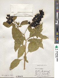 Phytolacca americana image