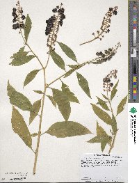 Phytolacca americana image