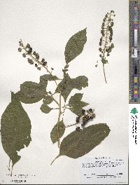 Phytolacca americana image