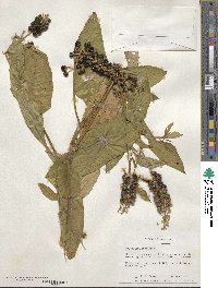 Phytolacca americana image