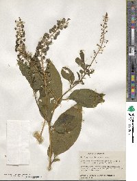 Phytolacca americana image