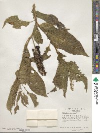 Phytolacca americana image