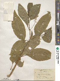 Phytolacca americana image