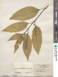 Phytolacca americana image