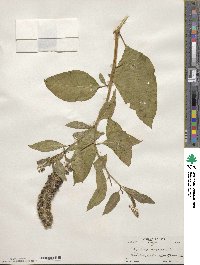 Phytolacca americana image