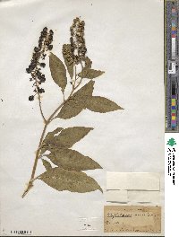 Phytolacca americana image