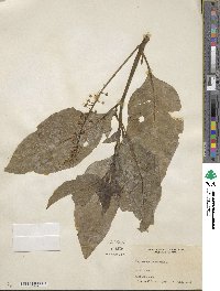 Phytolacca americana image