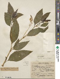 Phytolacca americana image