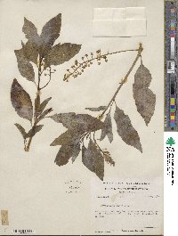 Phytolacca americana image