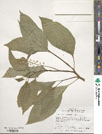 Phytolacca americana image