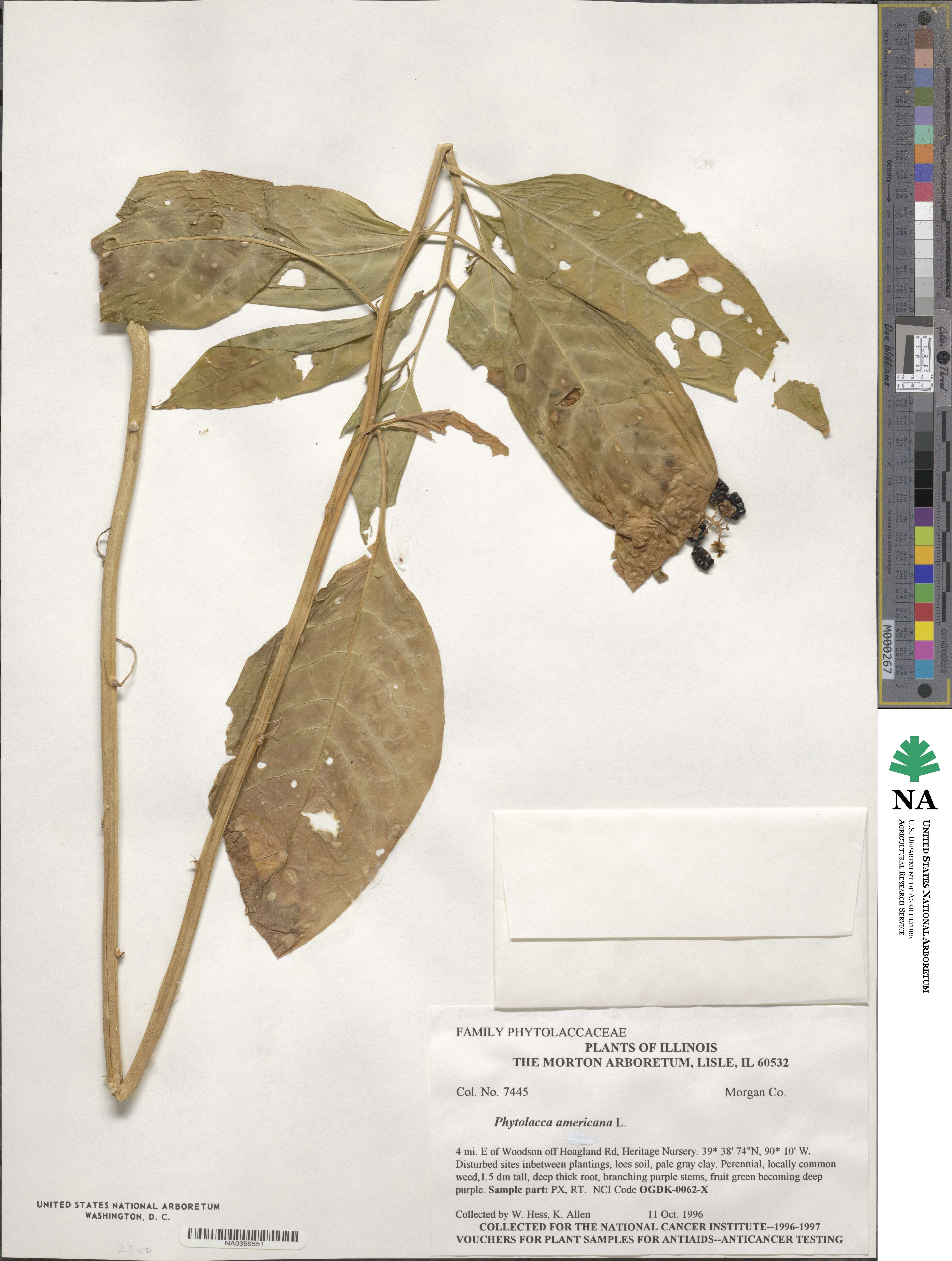 Phytolacca americana image