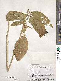 Phytolacca americana image