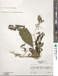 Phytolacca americana image