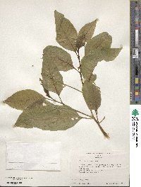 Phytolacca americana image