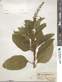 Phytolacca americana image