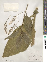 Phytolacca americana image