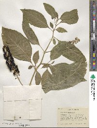 Phytolacca americana image