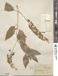 Phytolacca americana image