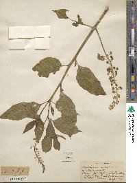 Phytolacca americana image