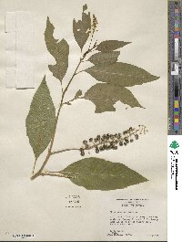 Phytolacca americana image