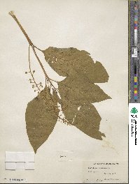 Phytolacca americana image