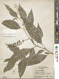 Phytolacca americana image