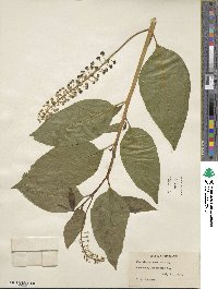 Phytolacca americana image