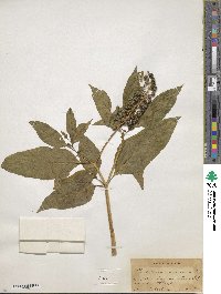 Phytolacca americana image