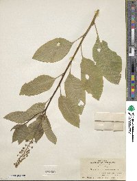 Phytolacca americana image