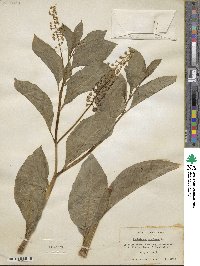 Phytolacca americana image