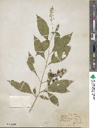 Phytolacca americana image