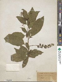 Phytolacca americana image