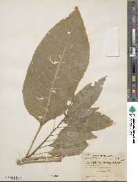 Phytolacca americana image