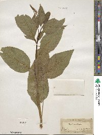 Phytolacca americana image