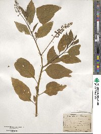 Phytolacca americana image