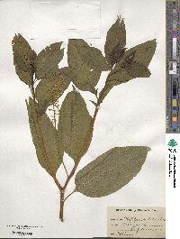 Phytolacca americana image