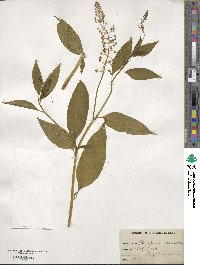 Phytolacca americana image