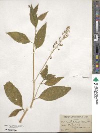 Phytolacca americana image