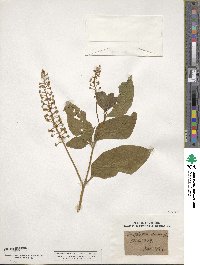 Phytolacca americana image