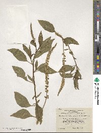 Phytolacca heterotepala image