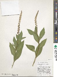 Phytolacca heterotepala image