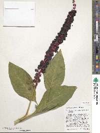 Phytolacca heterotepala image