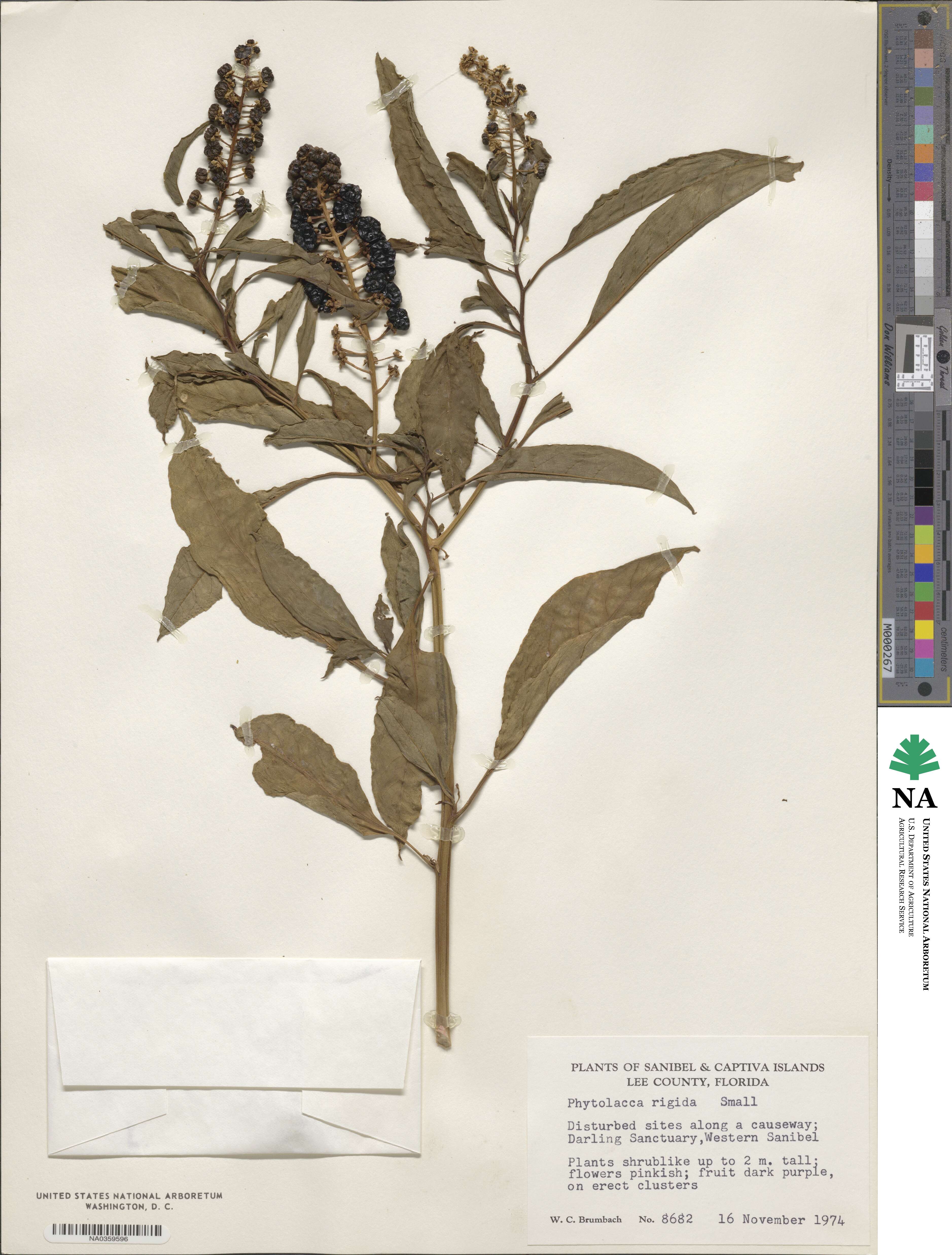 Phytolacca americana image