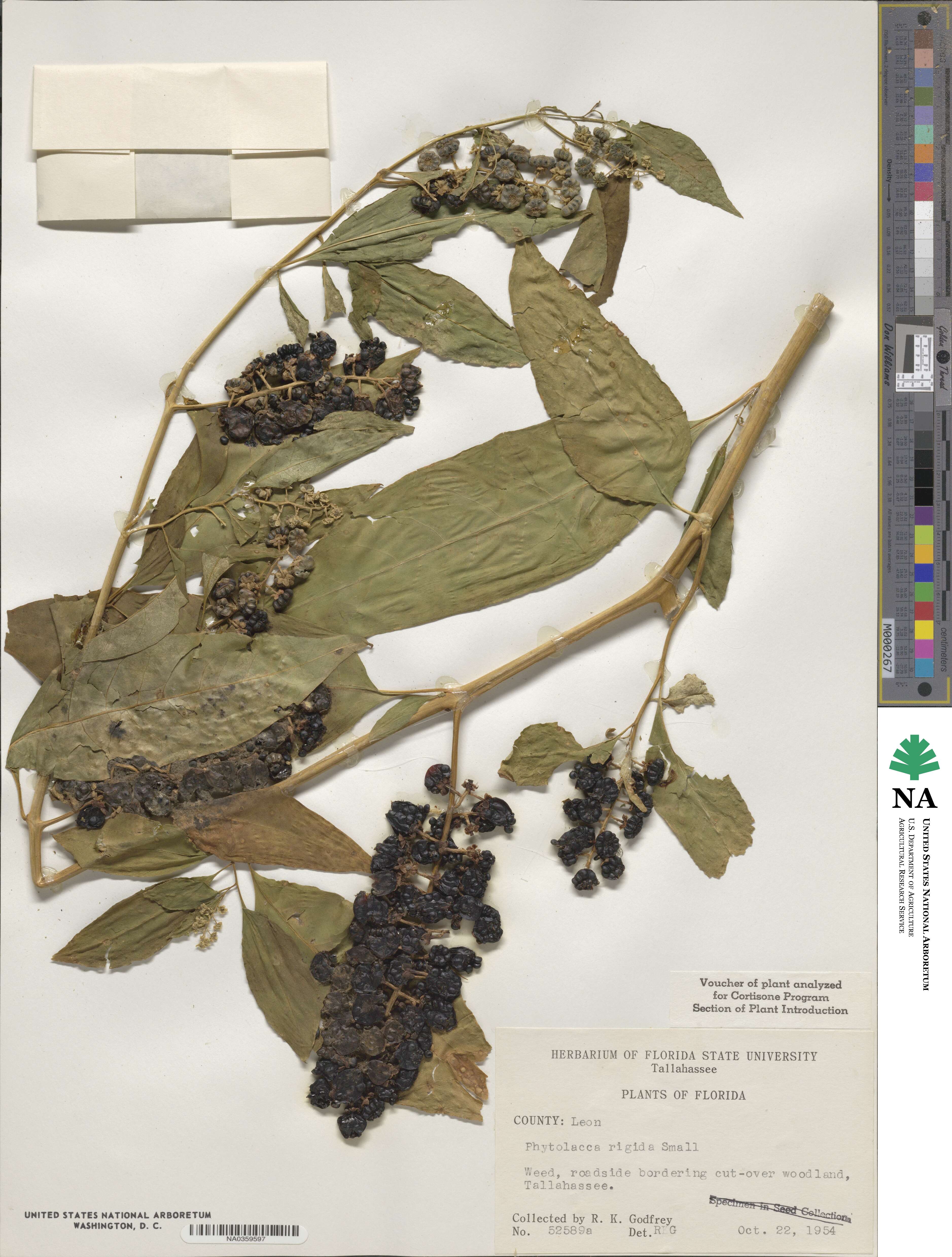 Phytolacca americana image