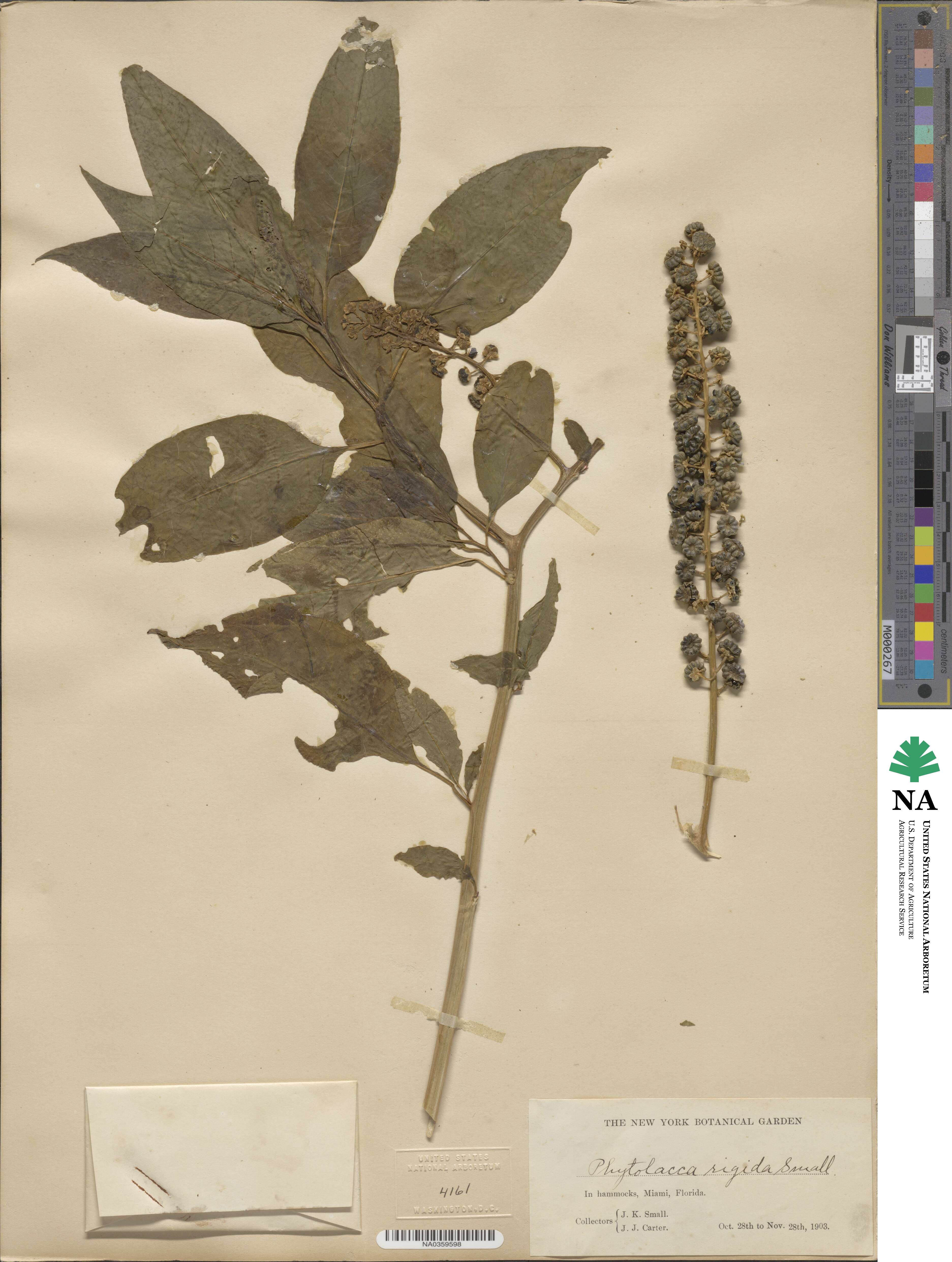 Phytolacca americana var. rigida image